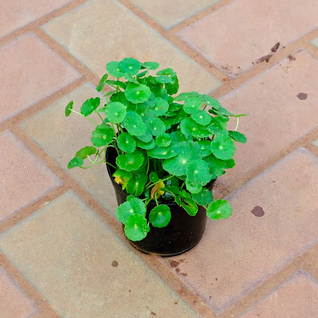 Buy Brahmi Dollar / Pennywort in 4 Inch Nursery Pot Online | Urvann.com Brahmi Dollar / Pennywort in 4 Inch Nursery Pot