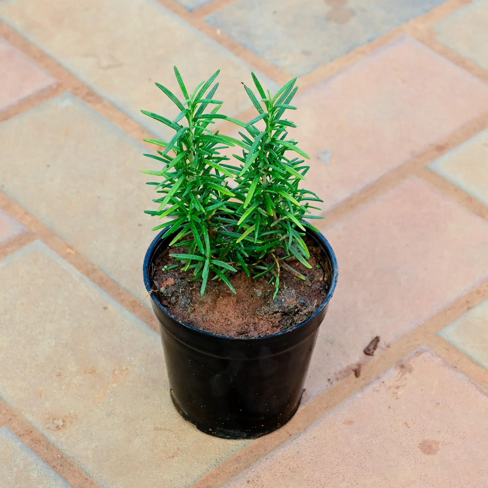 Rosemary in 4 Inch Nursery Pot