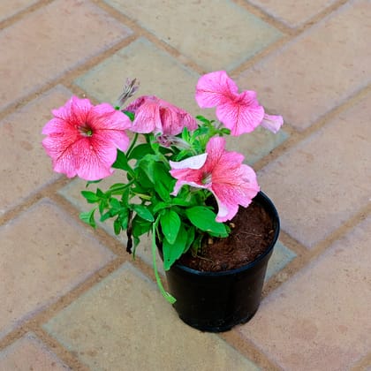 Buy Petunia Pink in 4 Inch Nursery Pot Online | Urvann.com