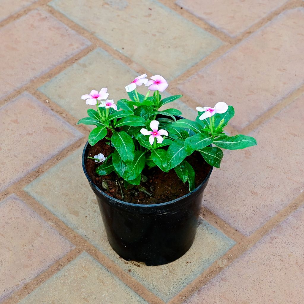 Periwinkle / Vinca / Sadabahar (Any Colour) in 4 Inch Nursery Pot