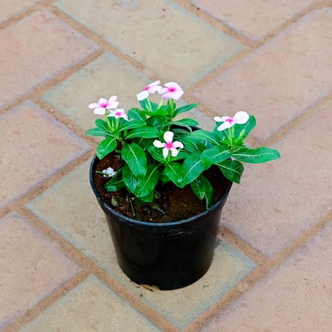 Periwinkle / Vinca / Sadabahar (Any Colour) in 4 Inch Nursery Pot