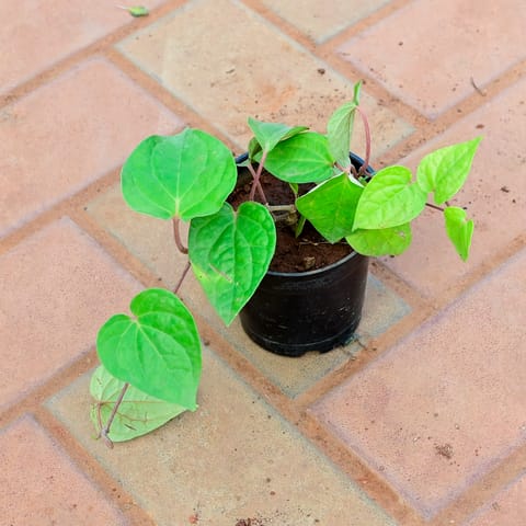 Paan / Betel Leaf Small Leaf in 4 Inch Nursery Pot