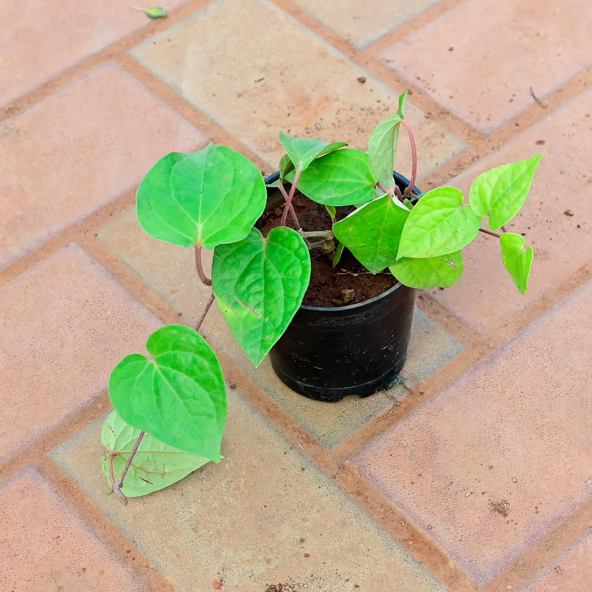 Paan / Betel Leaf Small Leaf in 4 Inch Nursery Pot