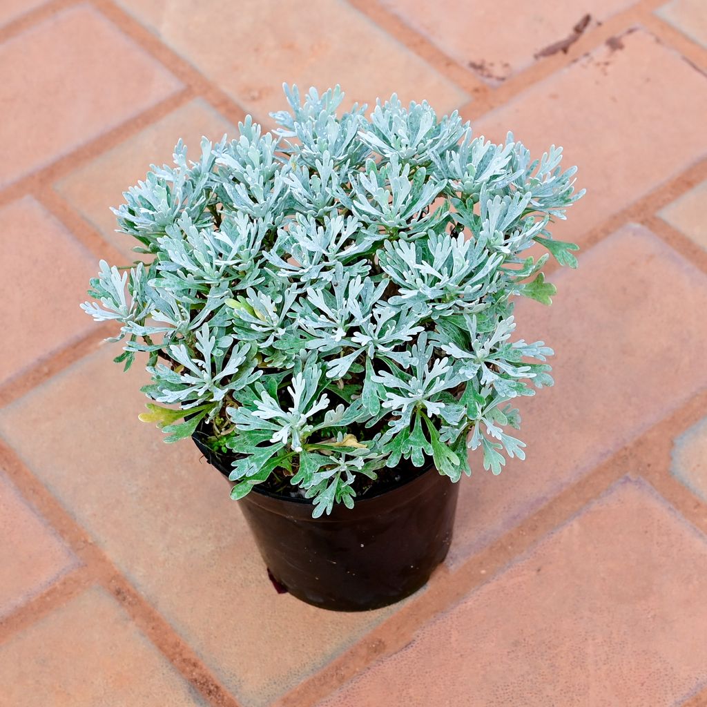 Buy Lavender in 4 Inch Nursery Pot Online | Urvann.com Lavender in 4 Inch Nursery Pot