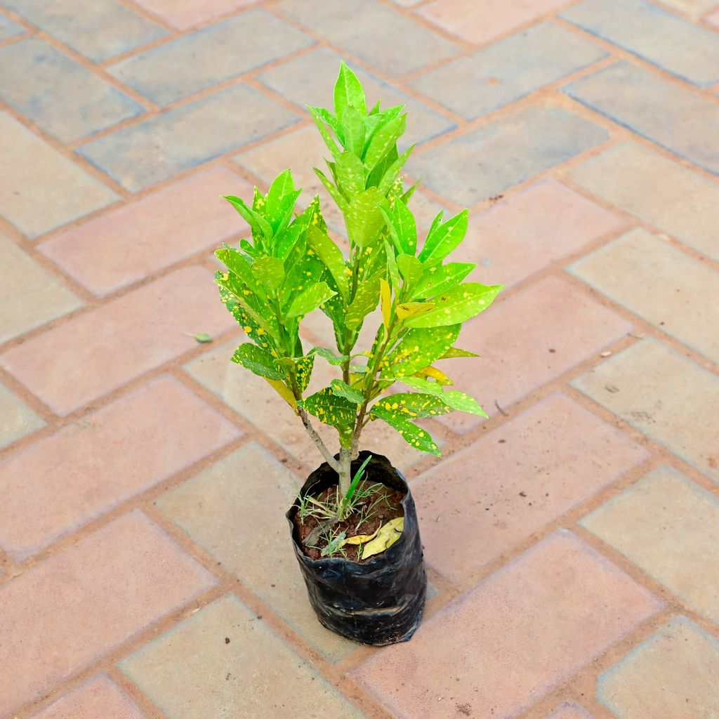 Baby Croton in 4 Inch Nursery Bag