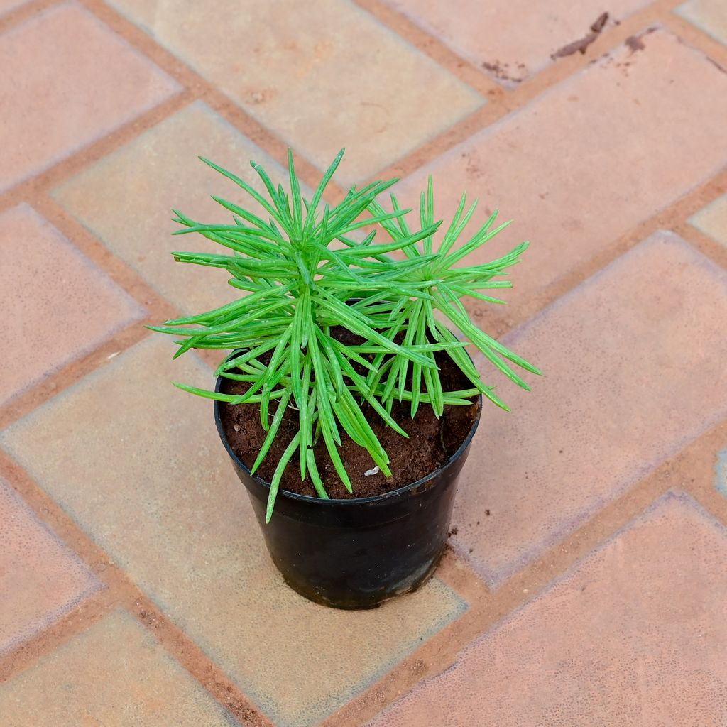 Buy Pine Succulent in 4 Inch Nursery Pot Online | Urvann.com Pine Succulent in 4 Inch Nursery Pot