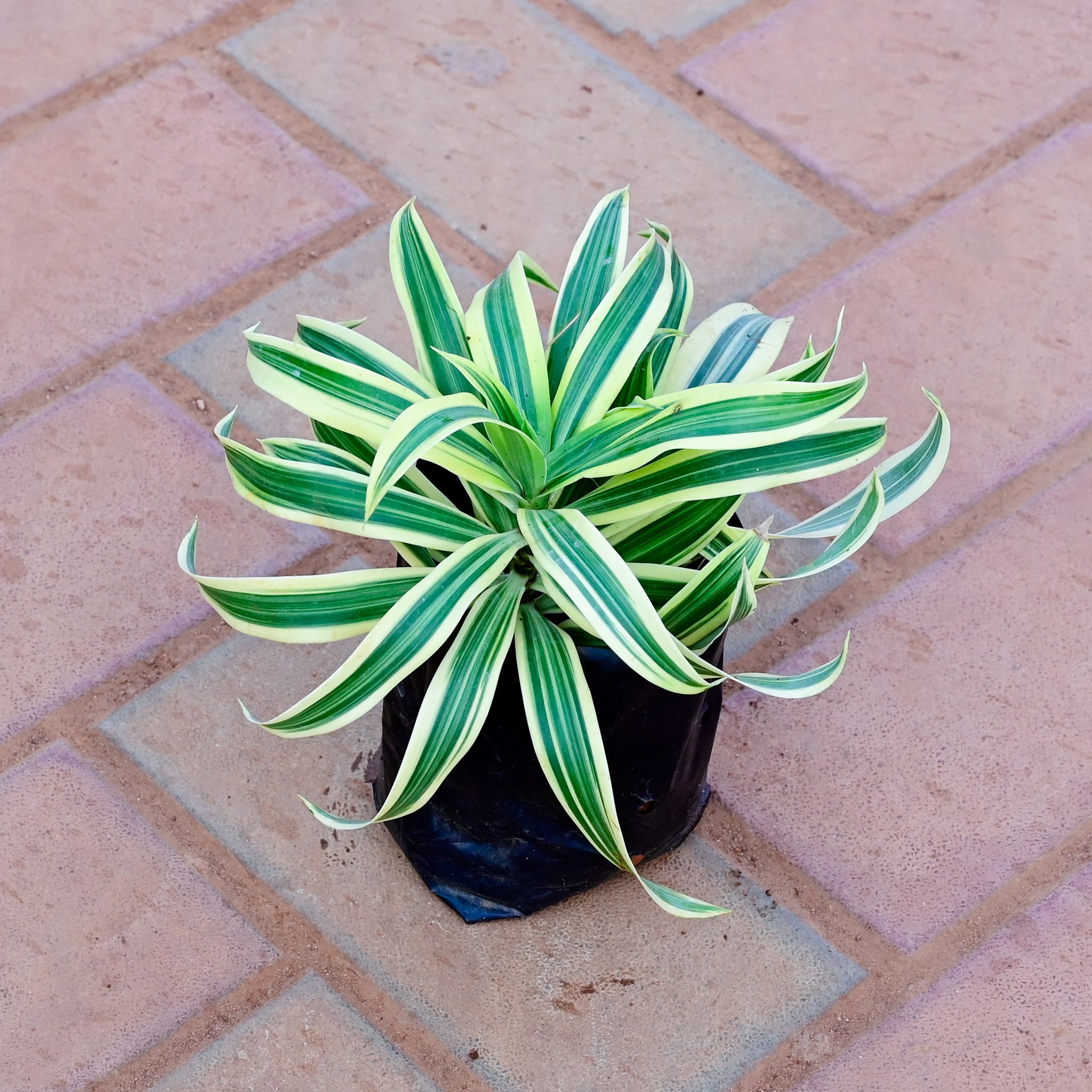 Song Of India in 4 Inch Nursery Bag