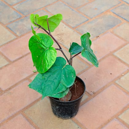 Buy Paan / Betel Leaf Big Leaf in 4 Inch Nursery Pot Online | Urvann.com