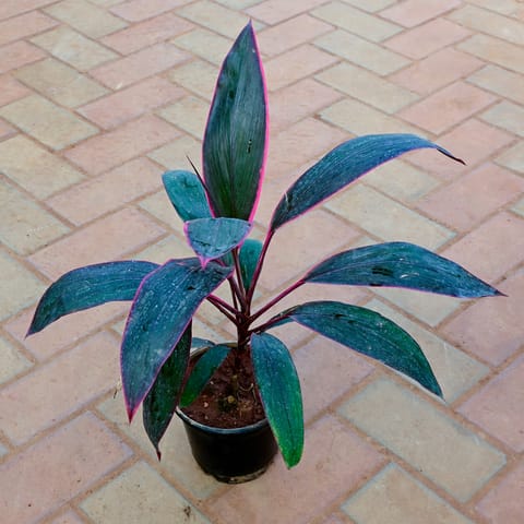 Dracaena Rosea in 5 Inch Nursery Pot