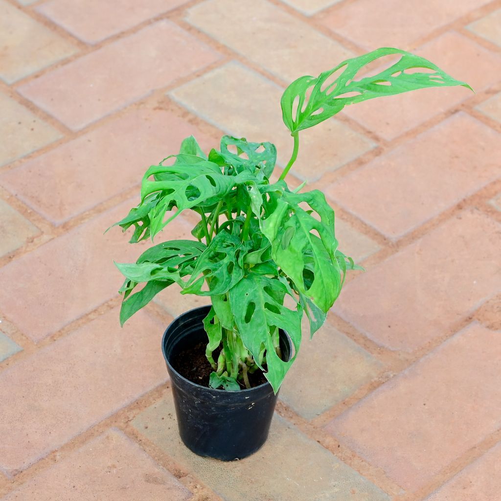 Monstera Broken Heart in 5 Inch Nursery Pot