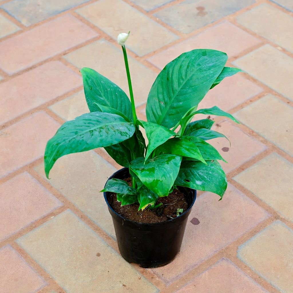 Peace Lily White in 4 Inch Nursery Pot
