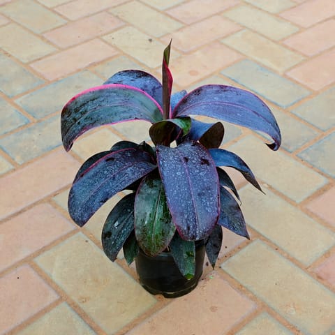 Dracaena Rosea in 5 Inch Nursery Pot