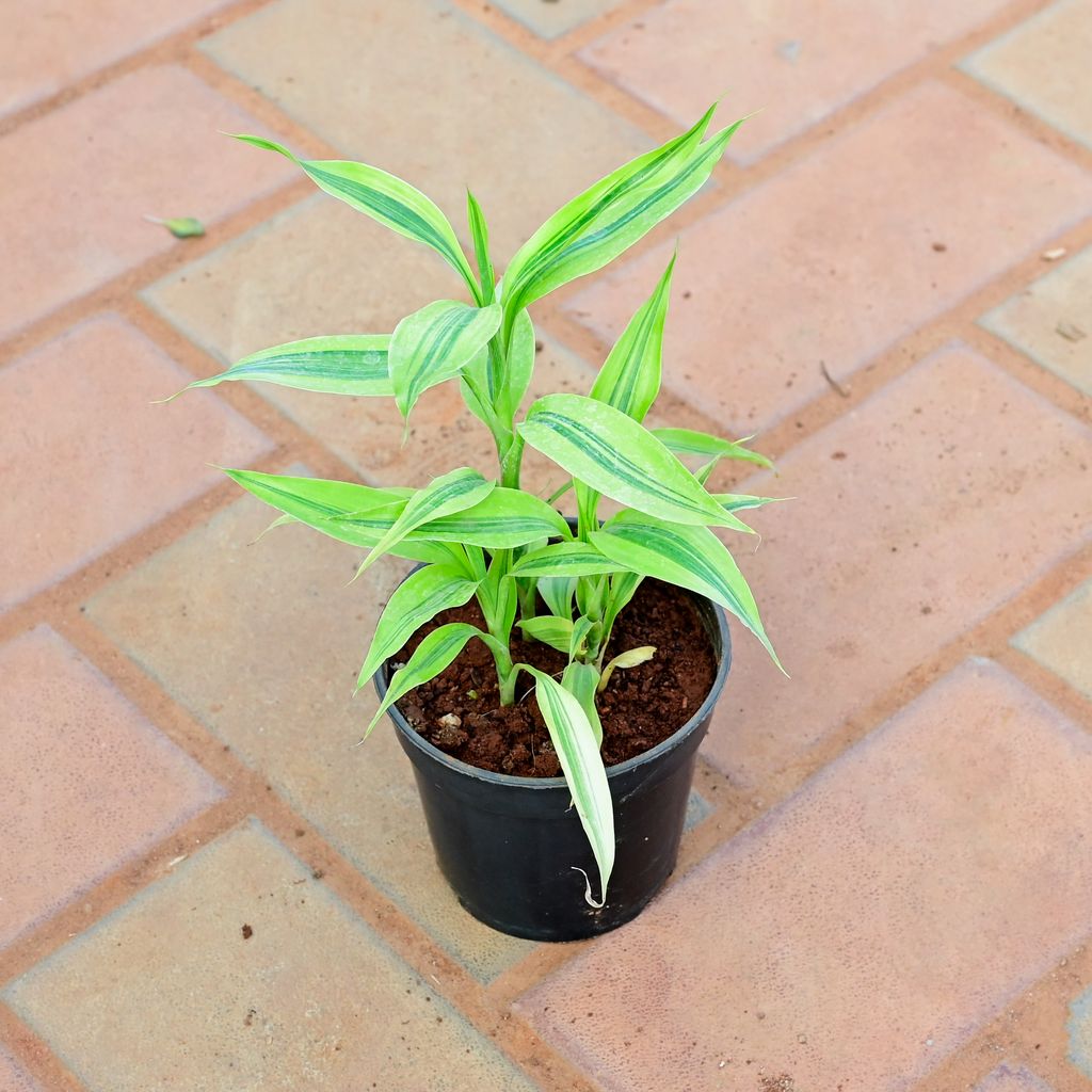 Soil Lucky Bamboo in 4 Inch Nursery Pot