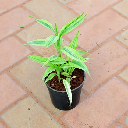 Buy Soil Lucky Bamboo in 4 Inch Nursery Pot Online | Urvann.com