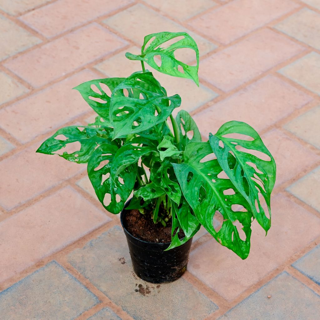 Buy Monstera Broken Heart in 4 Inch Nursery Pot Online | Urvann.com Monstera Broken Heart in 4 Inch Nursery Pot