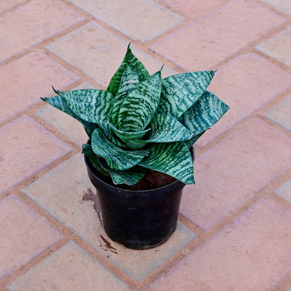 Snake Green Dwarf in 5 Inch Nursery Pot