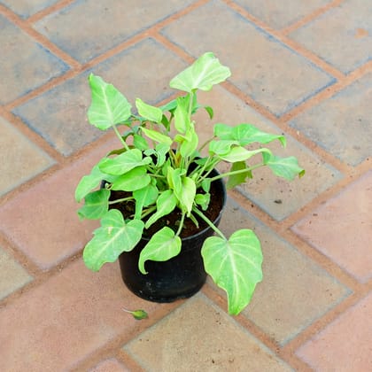 Buy Xanadu Yellow in 4 Inch Nursery Pot Online | Urvann.com