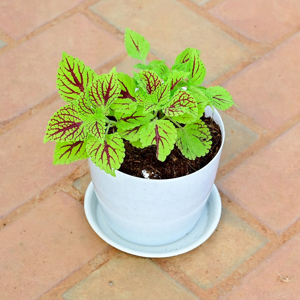Buy Coleus ColorBlaze Golden Dreams in 5 Inch White Premium Sphere Plastic Pot with Tray Online | Urvann.com Coleus ColorBlaze Golden Dreams in 5 Inch White Premium Sphere Plastic Pot with Tray
