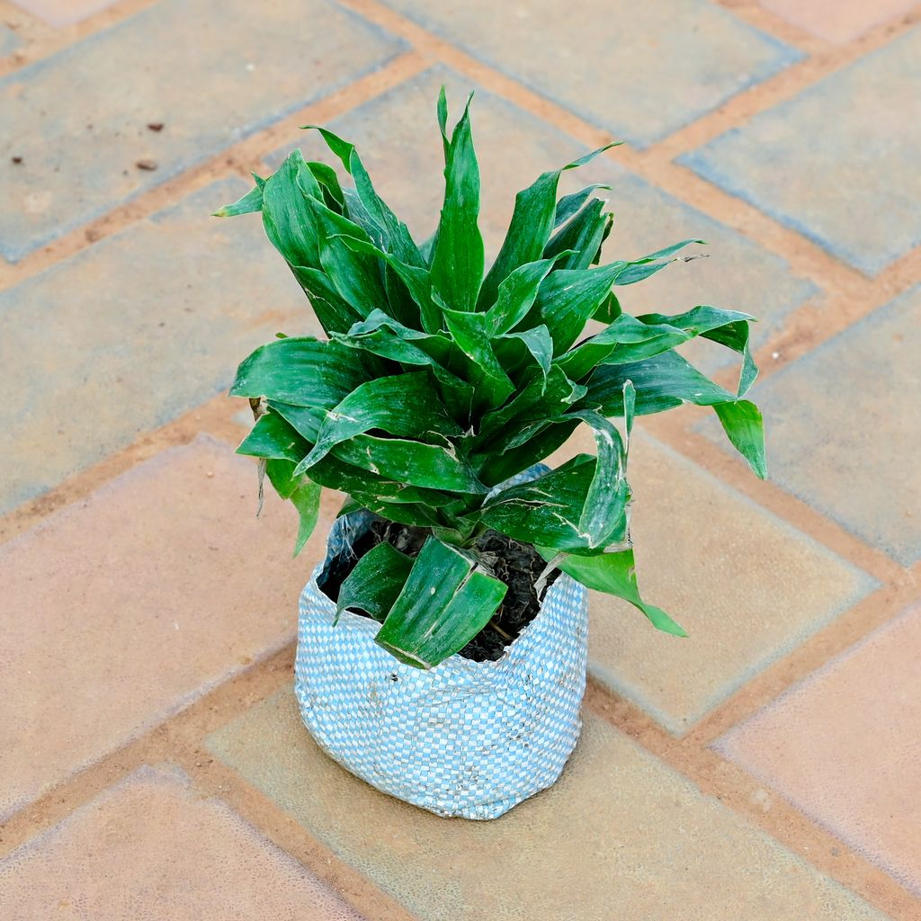 Buy Dracaena Compacta in 3 Inch Nursery Bag Online | Urvann.com Dracaena Compacta in 3 Inch Nursery Bag
