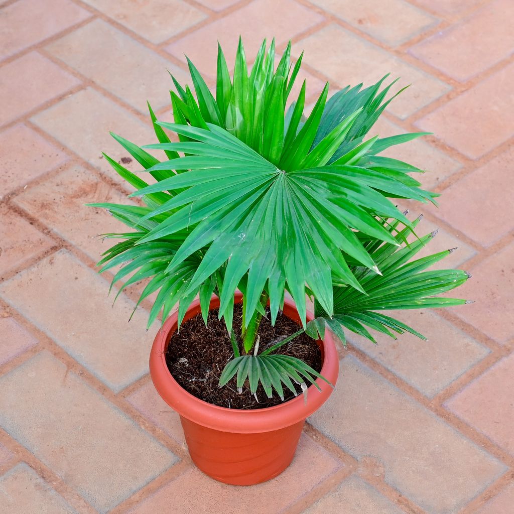 China / Fan Palm in 7 Inch Red Designer Plastic Pot