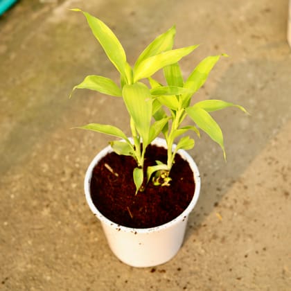 Buy Lucky Bamboo in 6 Inch Nursery Pot Online | Urvann.com