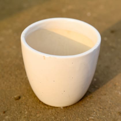 Buy 6 Inch White Classy Cup Ceramic Pot Online | Urvann.com