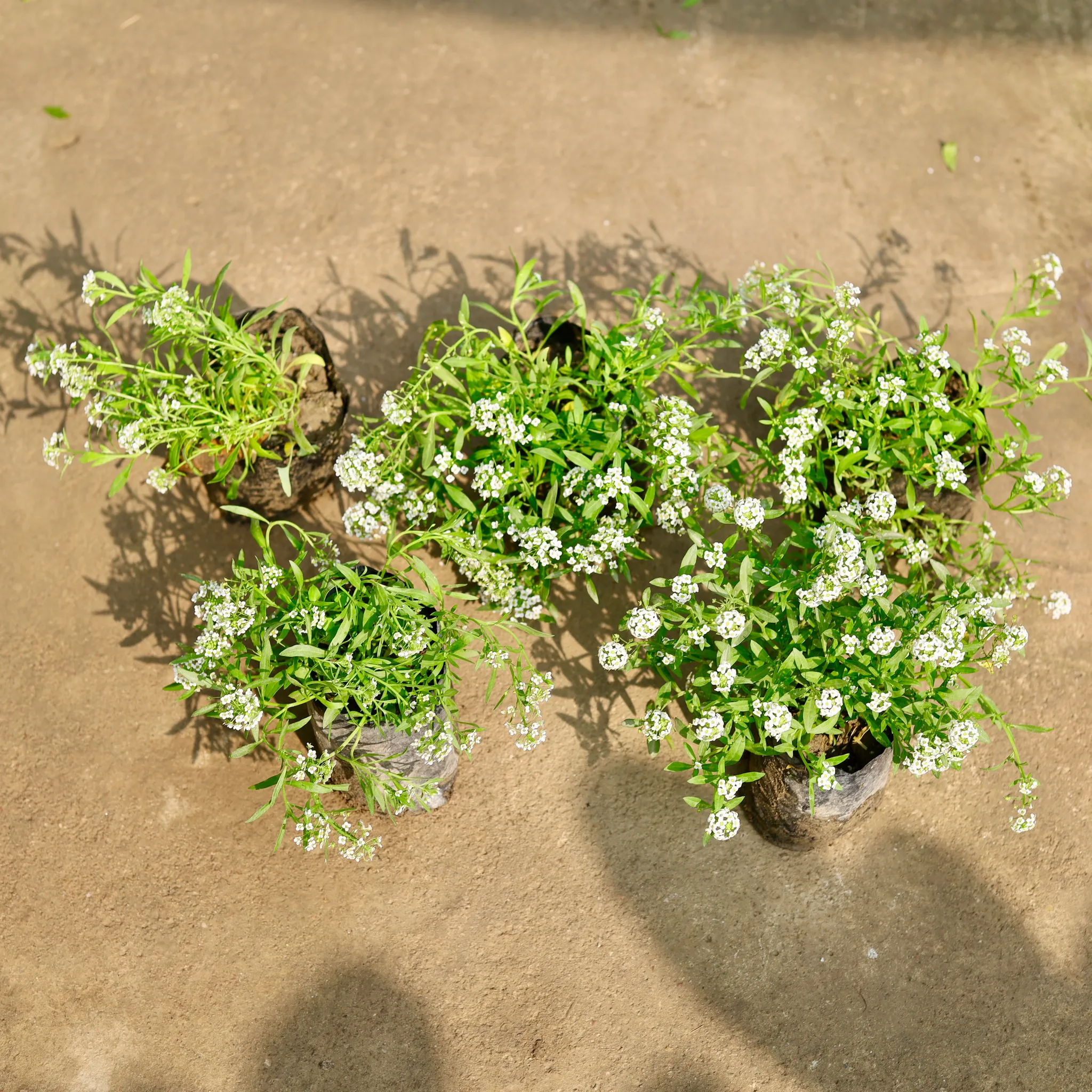 Set of 5 - Alyssum White in 4 Inch Nursery Bag