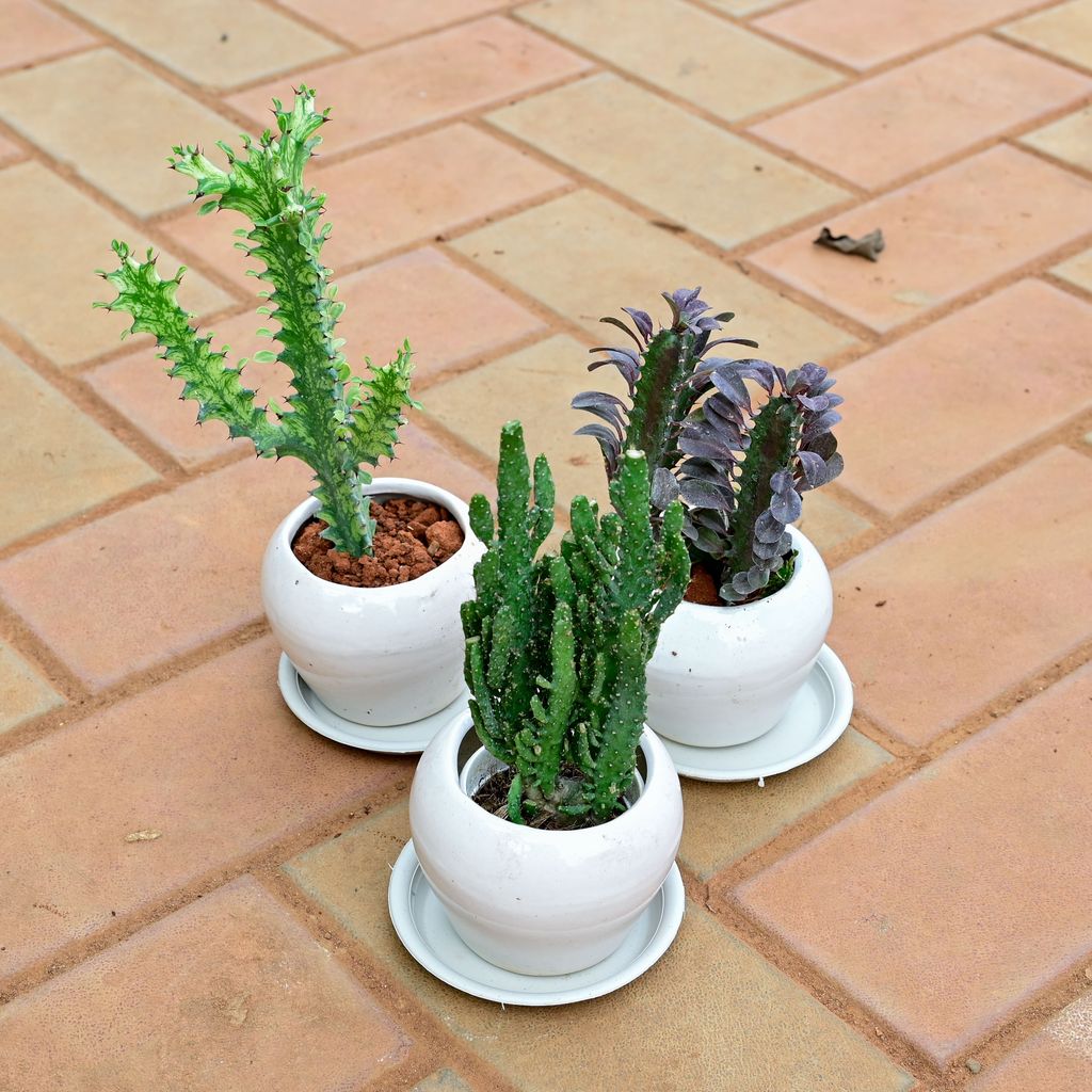 Set of 3 - Euphorbia Lactea, Opuntia Monacantha Cactus & Euphorbia Trigona Cactus in 5 Inch Classy White Apple Ceramic Pot with Tray