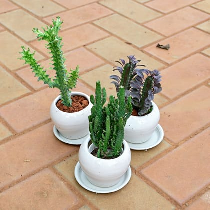 Buy Set of 3 - Euphorbia Lactea, Opuntia Monacantha Cactus & Euphorbia Trigona Cactus in 5 Inch Classy White Apple Ceramic Pot with Tray Online | Urvann.com