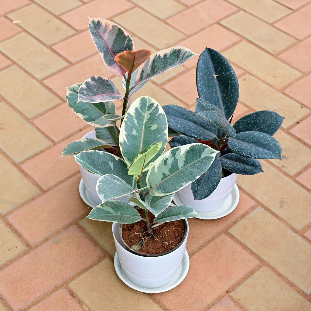 Buy Set of 3 - Rubber Variegated (Pink, Black & White) in 6 Inch White Premium Sphere Plastic Pot with Tray Online | Urvann.com Set of 3 - Rubber Variegated (Pink, Black & White) in 6 Inch White Premium Sphere Plastic Pot with Tray