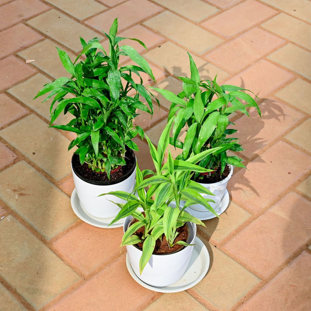 Set of 3 - Lucky Bamboo (Golden, Green & Soil) in 6 Inch White Premium Sphere Plastic Pot with Tray