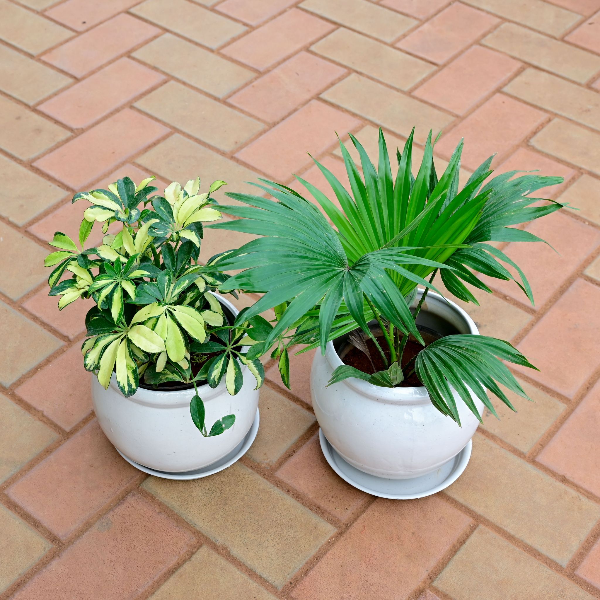 Set Of 2 - Schefflera Variegated & China / Fan Palm in 7 Inch White Classy Matki Ceramic Pot with Tray