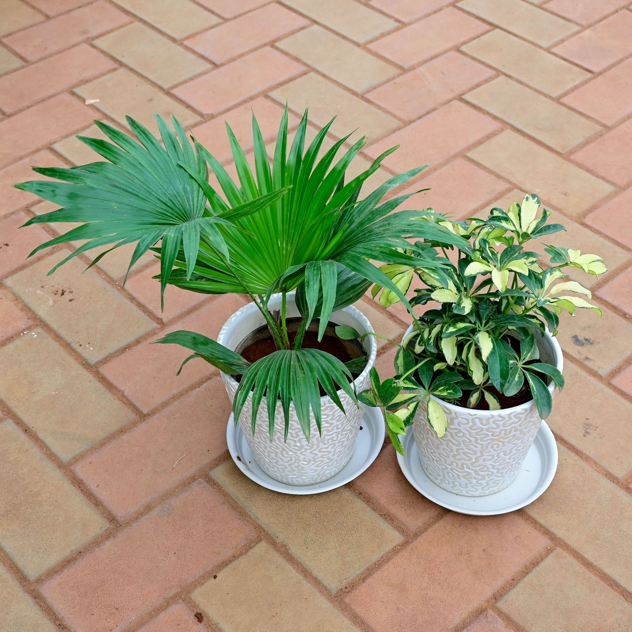 Set of 2 - China / Fan Palm & Schefflera Variegated in 8 Inch White Balti Designer Ceramic Pot with Tray