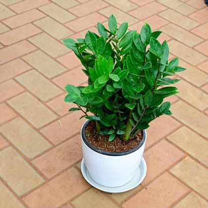 Buy Zz Green in 10 Inch White Premium Sphere Plastic Pot with Tray Online | Urvann.com