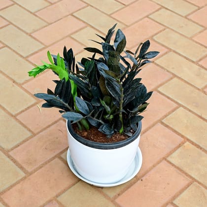Buy Zz Black in 11 Inch White Premium Sphere Plastic Pot with Tray Online | Urvann.com