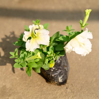 Buy Petunia White in 4 Inch Nursery Bag Online | Urvann.com