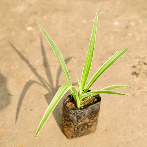 Spider in 4 Inch Nursery Bag