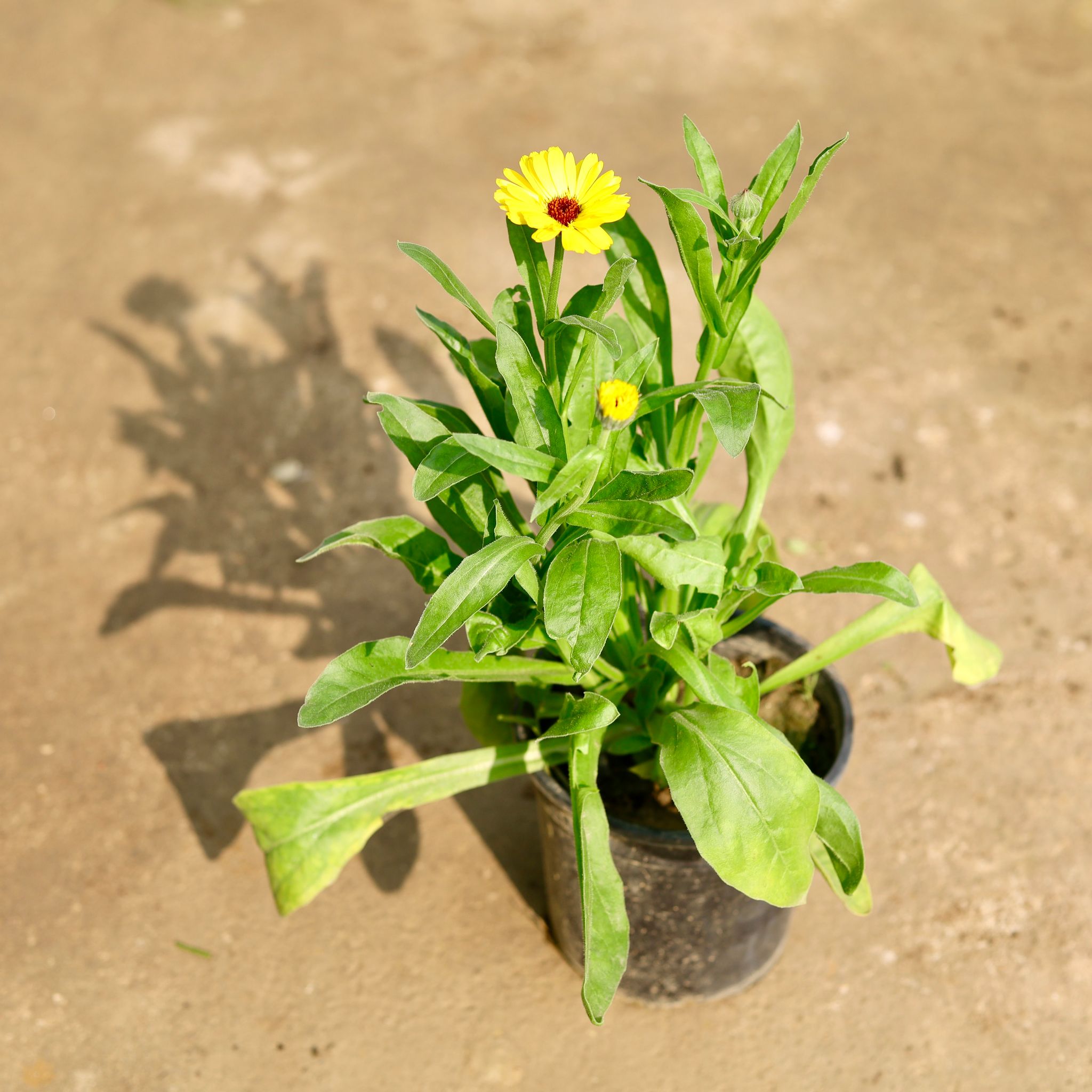 Calendula (any colour) in 6 Inch Nursery Pot