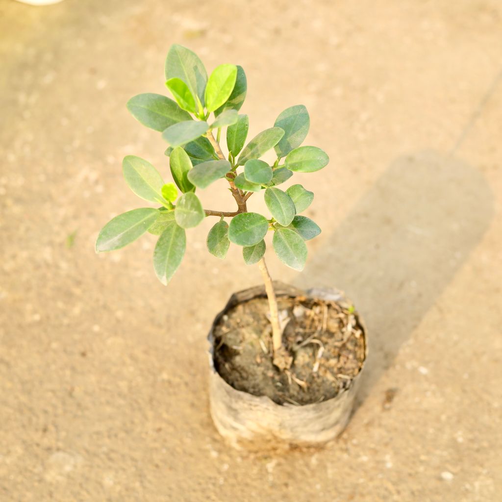 Buy Ficus long island in 4 Inch Nursery Bag Online | Urvann.com Ficus long island in 4 Inch Nursery Bag