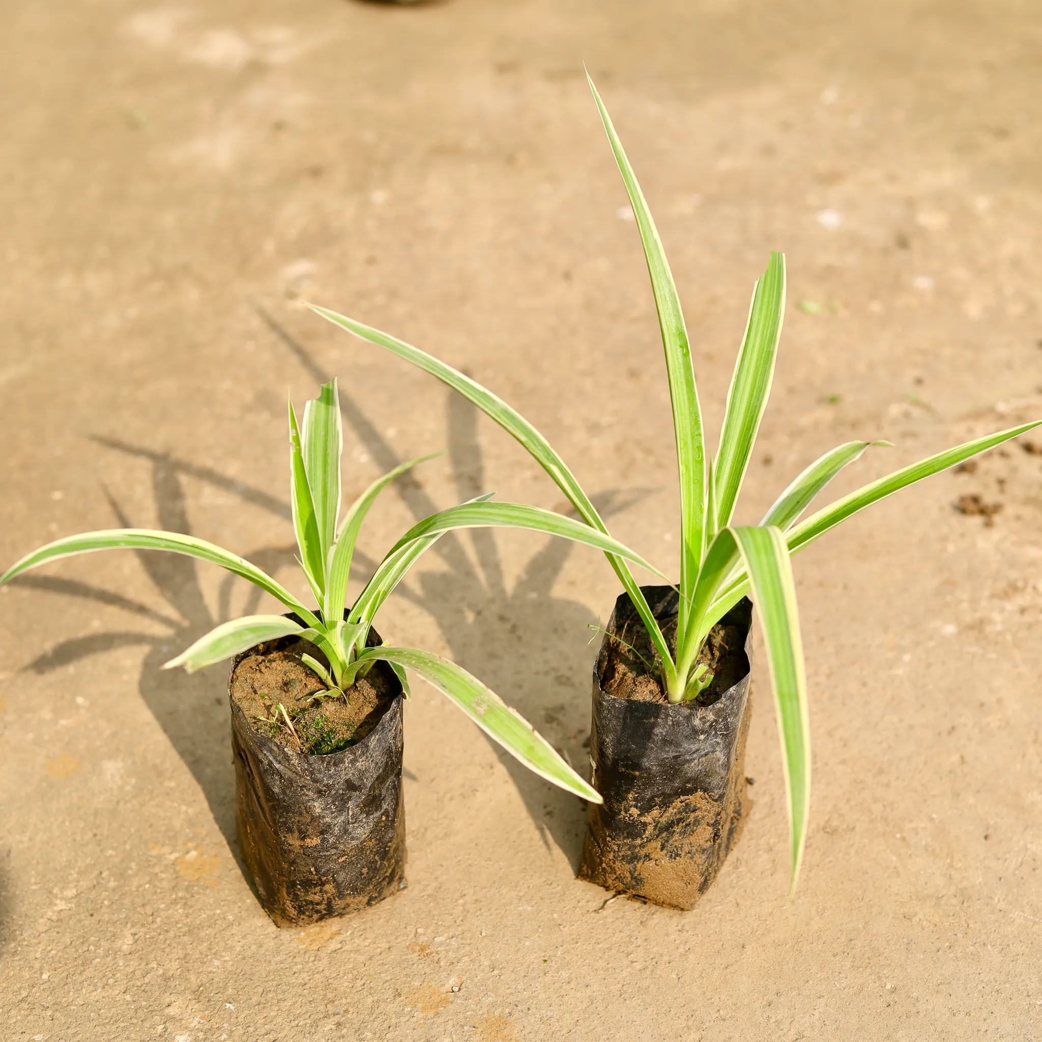 Set of 2 - Spider in 4 Inch Nursery Bag