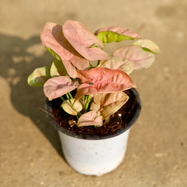 Syngonium Pink in 3 Inch Nursery Pot