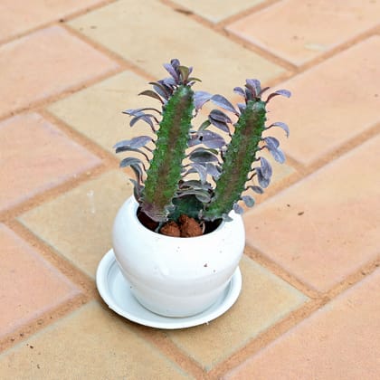 Buy Euphorbia Trigona Cactus in 5 Inch Classy White Apple Ceramic Pot with Tray Online | Urvann.com