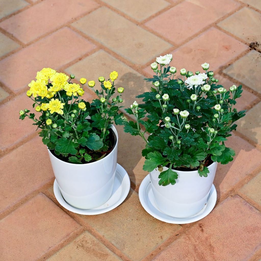 Set of 2 - Chrysanthemum / Guldawari / Guldaudi (Yellow & White) in 5 Inch White Premium Sphere Plastic Pot with Tray