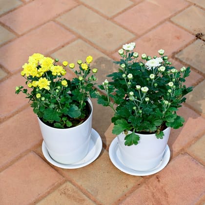Buy Set of 2 - Chrysanthemum / Guldawari / Guldaudi (Yellow & White) in 5 Inch White Premium Sphere Plastic Pot with Tray Online | Urvann.com