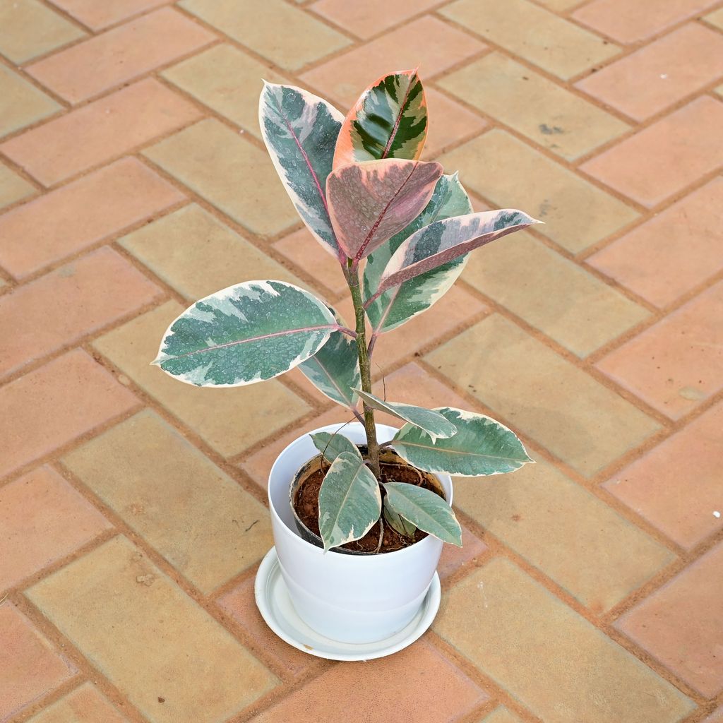 Buy Rubber Variegated Pink in 6 Inch White Premium Sphere Plastic Pot with Tray Online | Urvann.com Rubber Variegated Pink in 6 Inch White Premium Sphere Plastic Pot with Tray