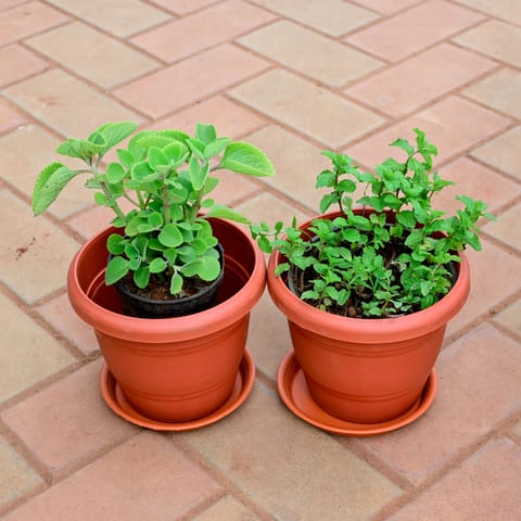 Set of 2 - Ajwain & Pudina / Mint in 6 Inch Red Plastic Pot with Tray