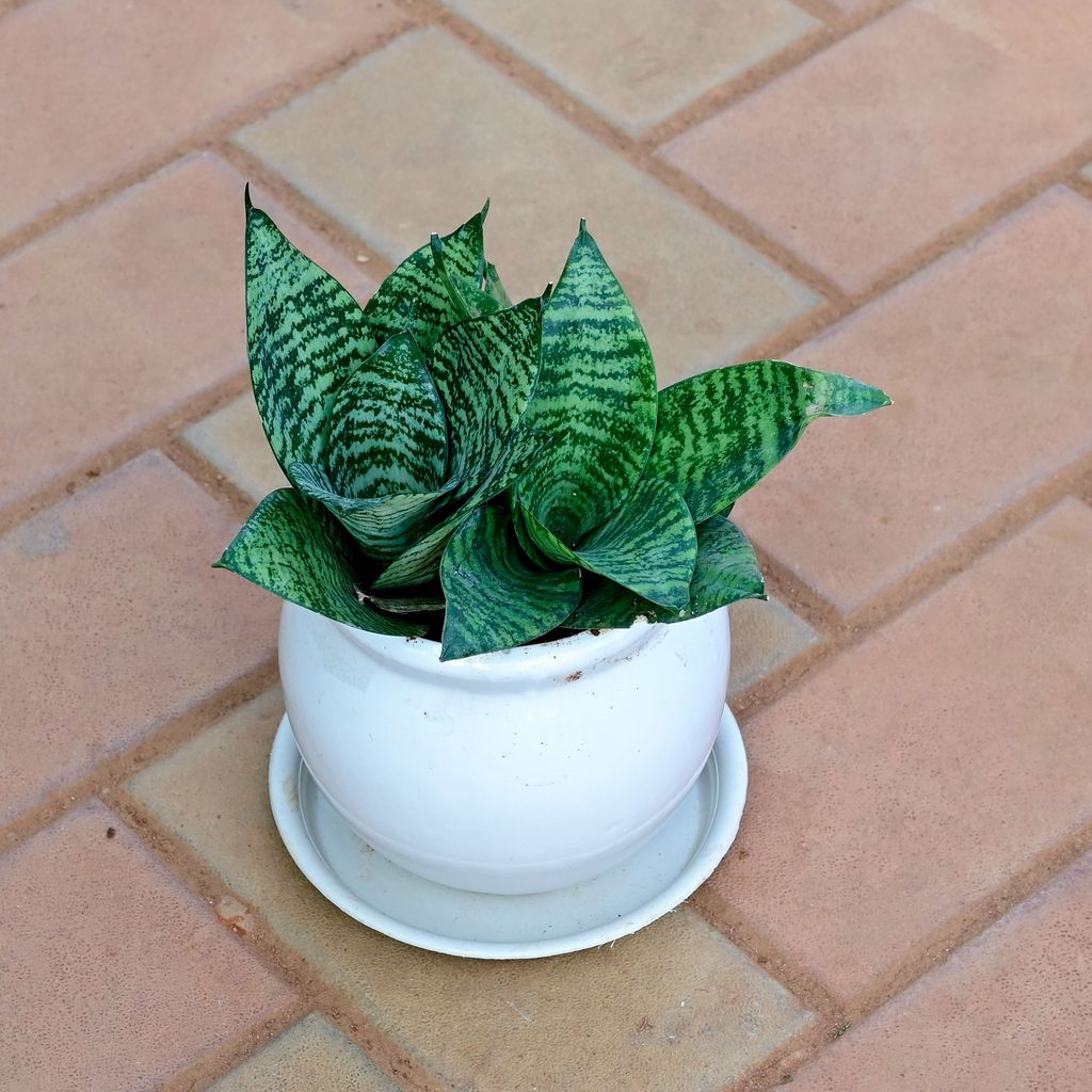 Snake Green in 5 Inch Classy White Matki Ceramic Pot with Tray