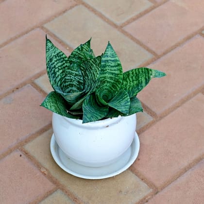 Buy Snake Green in 5 Inch Classy White Matki Ceramic Pot with Tray Online | Urvann.com