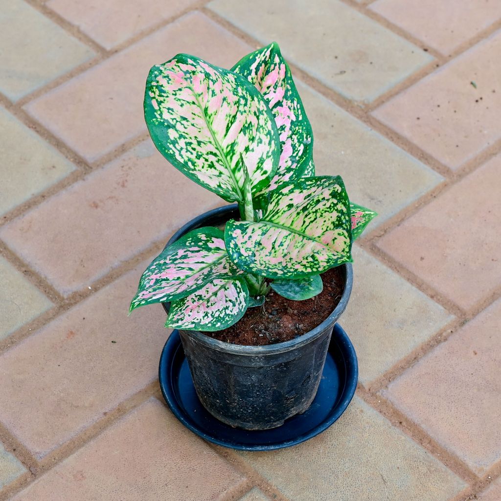 Buy Aglaonema Pink Dalmatian in 5 Inch Nursery Pot with Tray Online | Urvann.com Aglaonema Pink Dalmatian in 5 Inch Nursery Pot with Tray