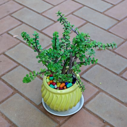 Buy Jade Bonsai in 5 Inch Matki Designer Ceramic with Tray (any colour) Online | Urvann.com